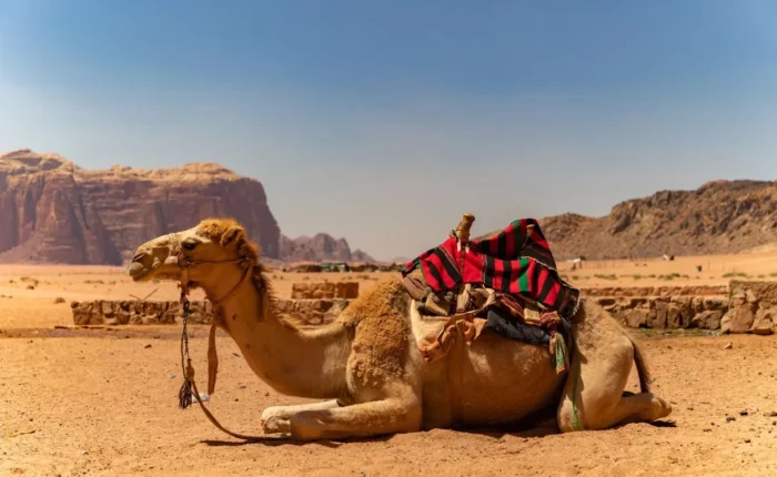 11trek dans le desert en Jordanie